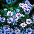 aster